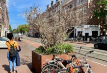 Wie redt de boompjes in de Kinkerstraat? Gemeente komt alsnog in actie