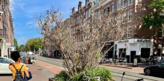 Wie redt de boompjes in de Kinkerstraat? Gemeente komt alsnog in actie