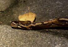 Python in bosjes Jan van Galenstraat