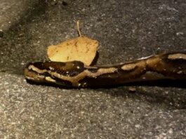 Python in bosjes Jan van Galenstraat