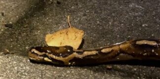 Python in bosjes Jan van Galenstraat