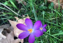 Tuiniers willen duizenden bloemen laten bloeien in Westerpark