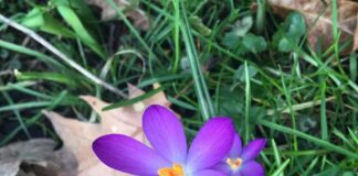 Tuiniers willen duizenden bloemen laten bloeien in Westerpark