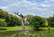 Barbecueën, hond uitlaten, zwemmen. Zo moet het Erasmuspark ‘toekomstbestendig’ worden