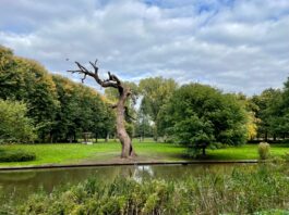 Barbecueën, hond uitlaten, zwemmen. Zo moet het Erasmuspark ‘toekomstbestendig’ worden