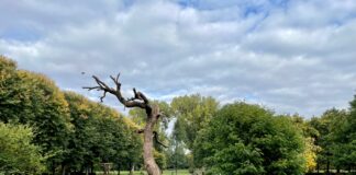 Barbecueën, hond uitlaten, zwemmen. Zo moet het Erasmuspark ‘toekomstbestendig’ worden