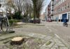 Stadsdeel kapt 81 oudere bomen