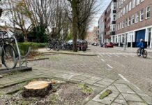 Stadsdeel kapt 81 oudere bomen
