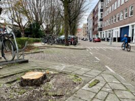 Stadsdeel kapt 81 oudere bomen