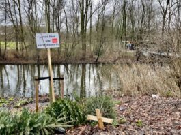 Kerstboom wordt compost en brandstof voor centrale