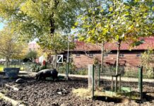 Cursus natuurlijk tuinieren, ook voor balkon en vensterbank