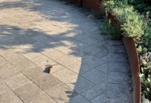 Minder rattenoverlast in West, maar niet overal