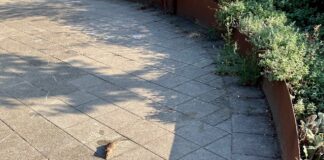 Minder rattenoverlast in West, maar niet overal