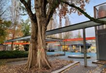 Oude populier Van Beuningenplein maandag gekapt