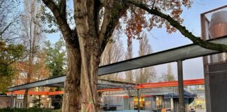 Oude populier Van Beuningenplein maandag gekapt