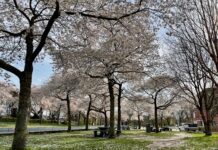 Korte bloesempracht in het Westerpark