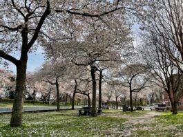 Korte bloesempracht in het Westerpark