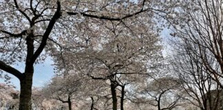 Korte bloesempracht in het Westerpark