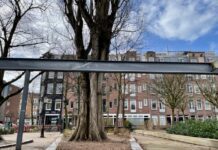 ‘Oude populier Van Beuningenplein niet meer te redden’