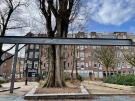 ‘Oude populier Van Beuningenplein niet meer te redden’