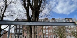 ‘Oude populier Van Beuningenplein niet meer te redden’
