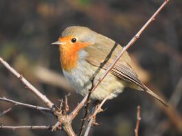 Opnieuw gratis vogelhuisjes voor bewoners Amsterdam-West