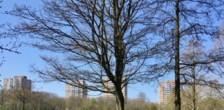 Cadeau voor jarig Rembrandtpark: goede schoonmaakbeurt