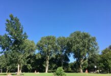 Alleen barbecueën op grote veld Erasmuspark