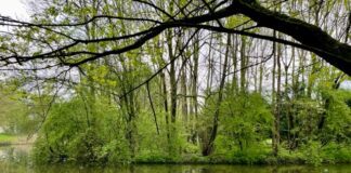 Wel of geen wandelpad over natuureilandjes Erasmuspark?