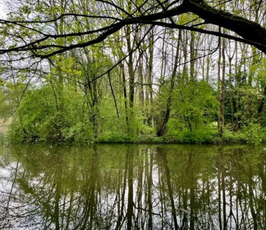 Wel of geen wandelpad over natuureilandjes Erasmuspark?