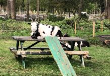 ‘De dieren van de kinderboerderij hebben het goed, maar verdienen beter’