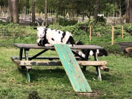 ‘De dieren van de kinderboerderij hebben het goed, maar verdienen beter’