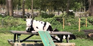 ‘De dieren van de kinderboerderij hebben het goed, maar verdienen beter’