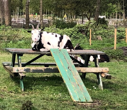 ‘De dieren van de kinderboerderij hebben het goed, maar verdienen beter’