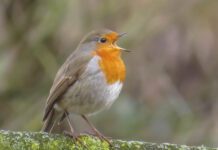 Westerlingen kunnen leren vogels te herkennen aan hun zang