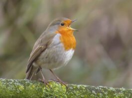 Westerlingen kunnen leren vogels te herkennen aan hun zang