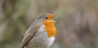 Westerlingen kunnen leren vogels te herkennen aan hun zang