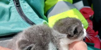 Kittens gered uit doos bij grofvuil