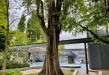 Broedende duif redt oude boom – voor even