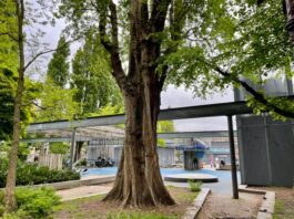 Broedende duif redt oude boom – voor even