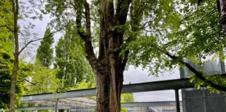 Broedende duif redt oude boom – voor even