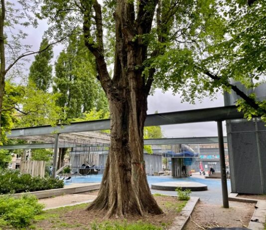 Broedende duif redt oude boom – voor even