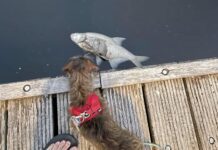 Dode vissen in Nieuw-West en West, mogelijk door vuil op straat