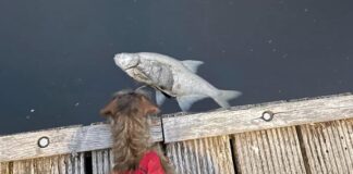 Dode vissen in Nieuw-West en West, mogelijk door vuil op straat