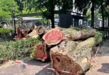 De oude reus is geveld