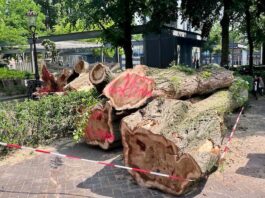 De oude reus is geveld