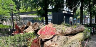 De oude reus is geveld