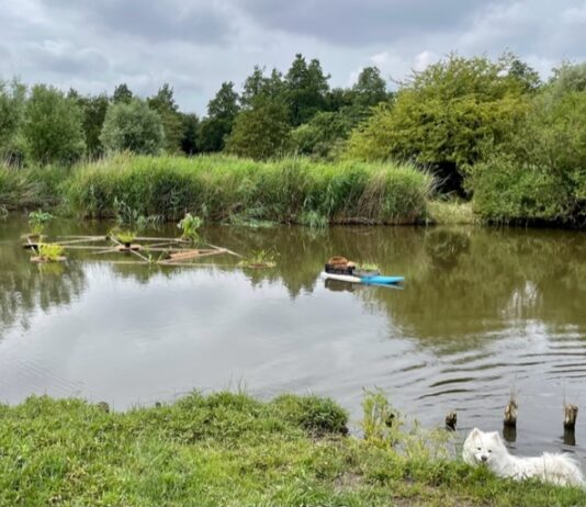 ‘Drijvende volkstuin’ moet otter naar Westerpark lokken