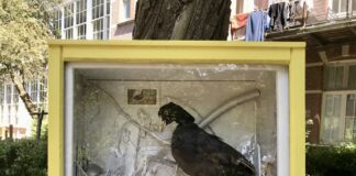 50 kastjes met kunst buiten op WG-terrein