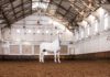 ‘Viering schoonheid en kracht paarden’ met kunst in Hollandsche Manege